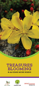 booklet image of Jaj Flowers Booklet 2021