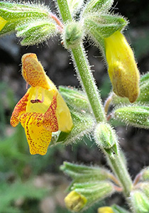  poster image of Salvia peyronii 2021